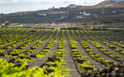 Vinos de Canarias: las bodegas que debes visitar, sus caldos estrella y el secreto de la maceración volcánica.