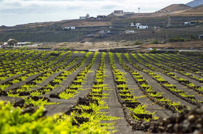 Vinos de Canarias: las bodegas que debes visitar, sus caldos estrella y el secreto de la maceración volcánica.